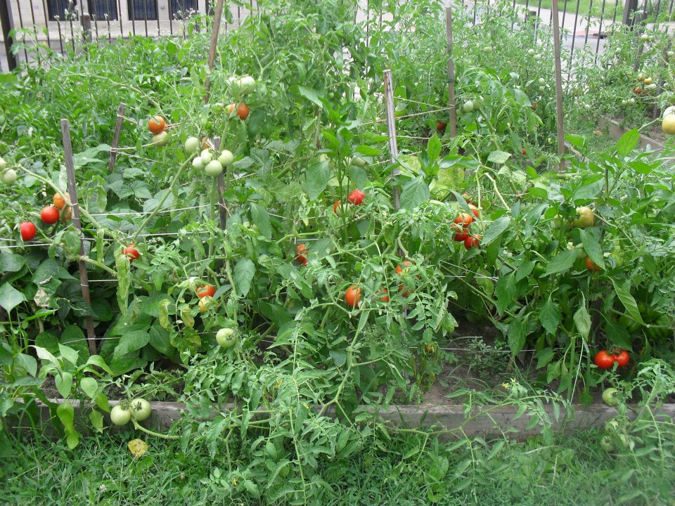 Tomatoes growing in our gardens